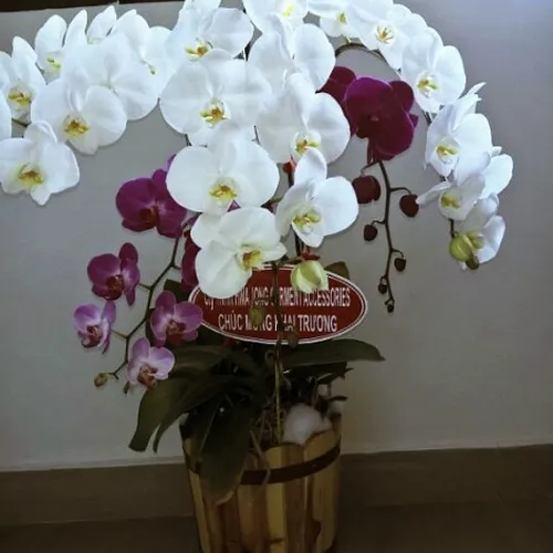 Lan Hồ Điệp Nhiều Màu Bình Dương 12