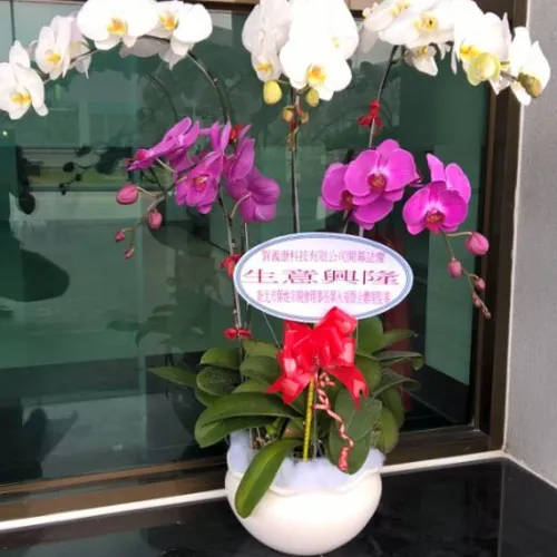Lan Hồ Điệp Nhiều Màu Bình Dương 14