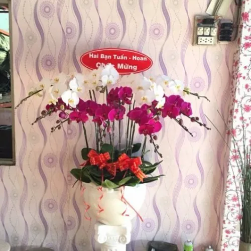 Lan Hồ Điệp Nhiều Màu Bình Dương 16