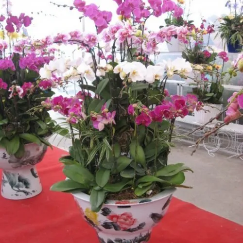 Lan Hồ Điệp Nhiều Màu Bình Dương 17