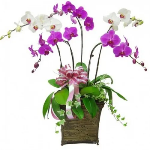 Lan Hồ Điệp Nhiều Màu Bình Dương 18