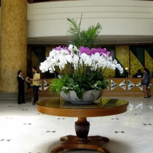 Lan Hồ Điệp Nhiều Màu Bình Dương 20