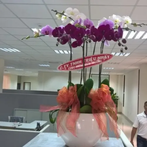 Lan Hồ Điệp Nhiều Màu Bình Dương 21