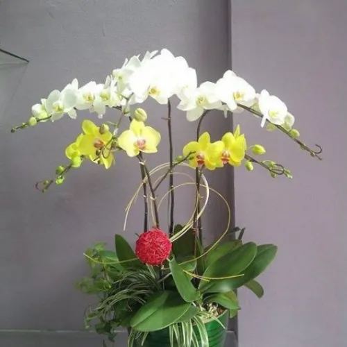 Lan Hồ Điệp Nhiều Màu Bình Dương 22