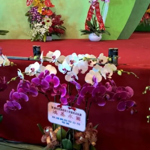 Lan Hồ Điệp Nhiều Màu Bình Dương 23