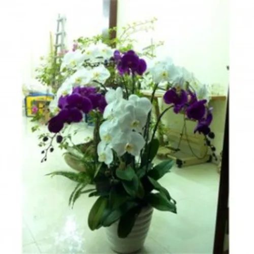 Lan Hồ Điệp Nhiều Màu Bình Dương 24
