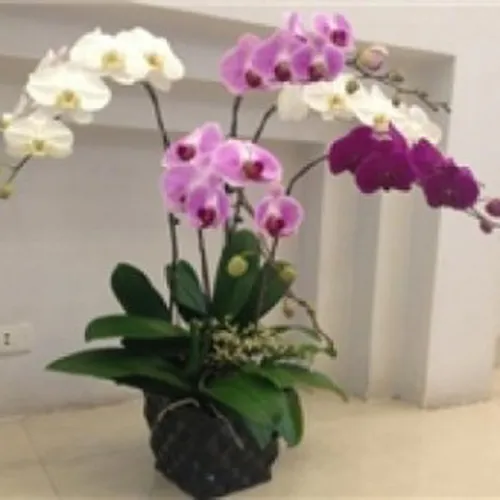 Lan Hồ Điệp Nhiều Màu Bình Dương 25