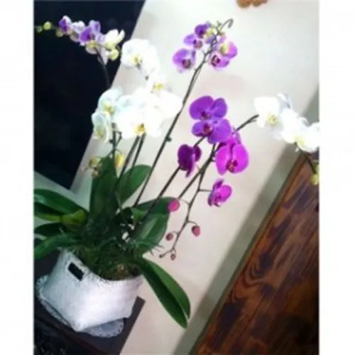 Lan Hồ Điệp Nhiều Màu Bình Dương 26