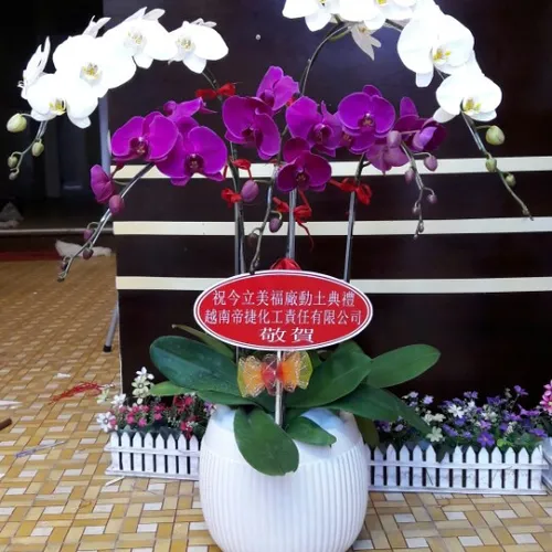 Lan Hồ Điệp Nhiều Màu Bình Dương 28