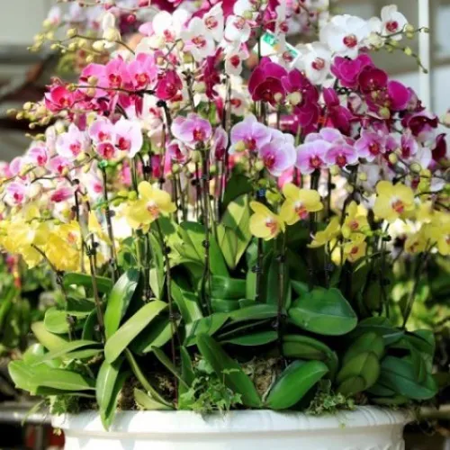 Lan Hồ Điệp Nhiều Màu Bình Dương 03