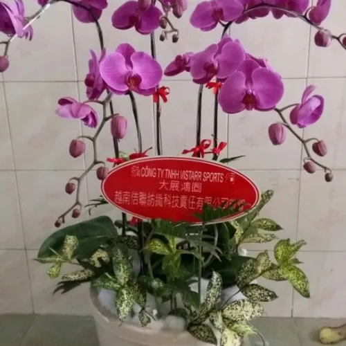 Lan Hồ Điệp Tím Bình Dương 02