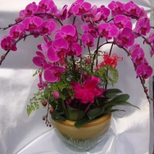 Lan Hồ Điệp Tím Bình Dương 07