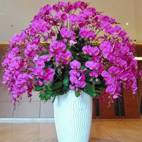 Lan Hồ Điệp Tím Bình Dương 08