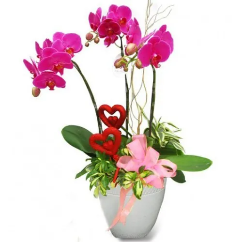 Lan Hồ Điệp Tím Bình Dương 09