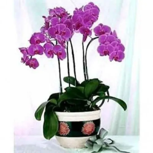 Lan Hồ Điệp Tím Bình Dương 10