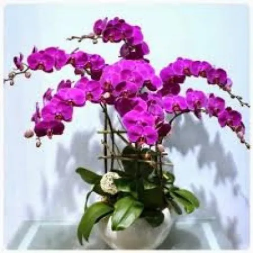 Lan Hồ Điệp Tím Bình Dương 14