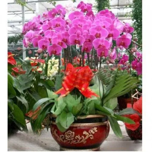 Lan Hồ Điệp Tím Bình Dương 15
