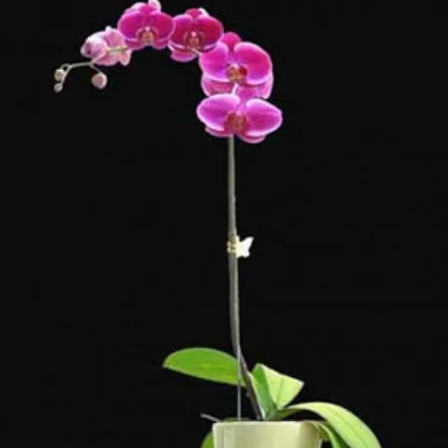 Lan Hồ Điệp Tím Bình Dương 16