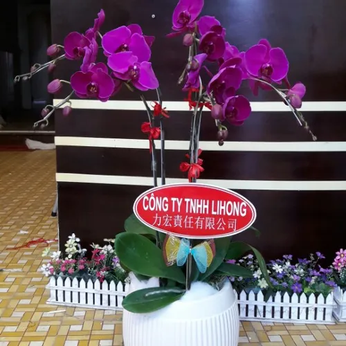 Lan Hồ Điệp Tím Bình Dương 17