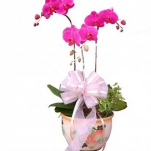 Lan Hồ Điệp Tím Bình Dương 18