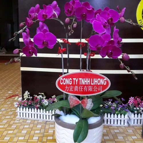 Lan Hồ Điệp Tím Bình Dương 19