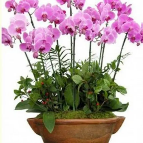 Lan Hồ Điệp Tím Bình Dương 20