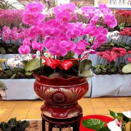Lan Hồ Điệp Tím Bình Dương 22
