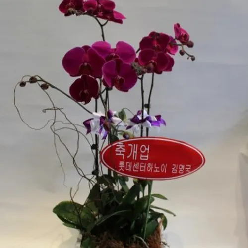 Lan Hồ Điệp Tím Bình Dương 24