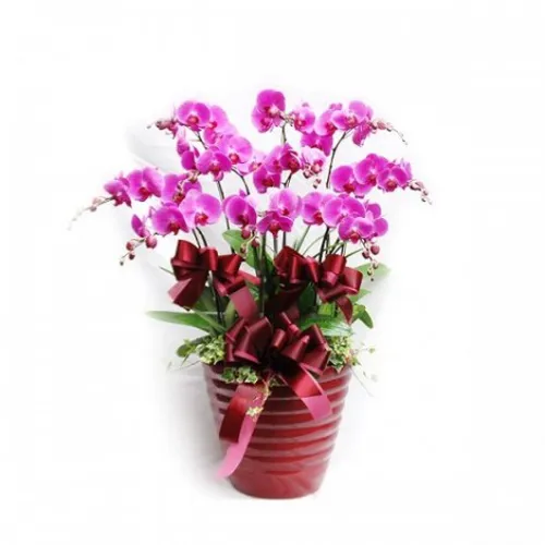 Lan Hồ Điệp Tím Bình Dương 25