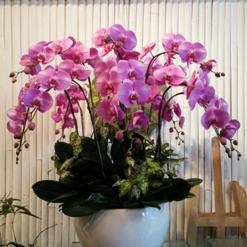 Lan Hồ Điệp Tím Bình Dương 26