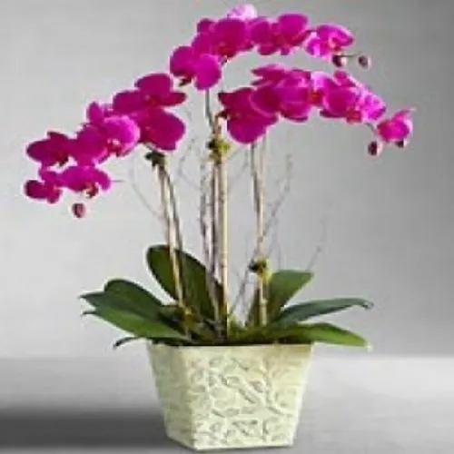 Lan Hồ Điệp Tím Bình Dương 28