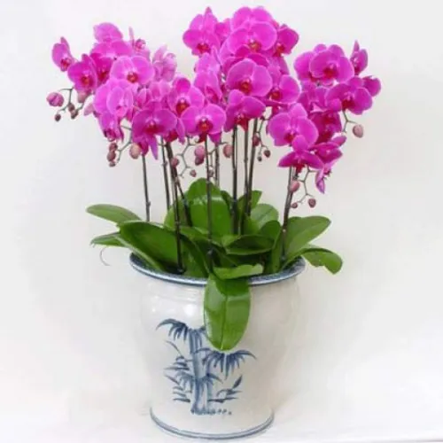 Lan Hồ Điệp Tím Bình Dương 29
