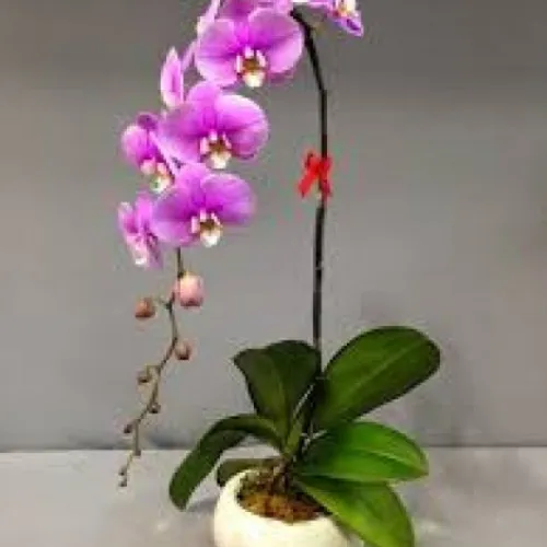 Lan Hồ Điệp Tím Bình Dương 30