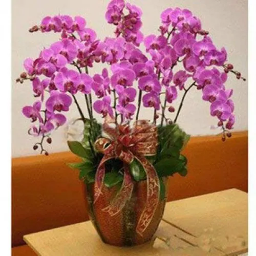 Lan Hồ Điệp Tím Bình Dương 31