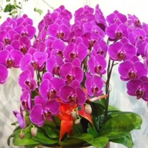 Lan Hồ Điệp Tím Bình Dương 32