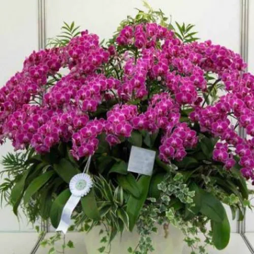 Lan Hồ Điệp Tím Bình Dương 33