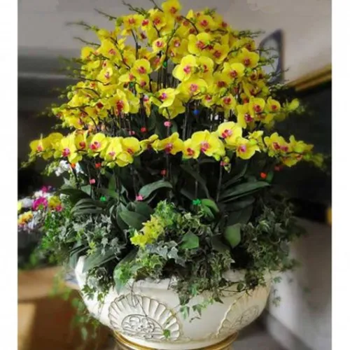 Lan Hồ Điệp Vàng Bình Dương 10