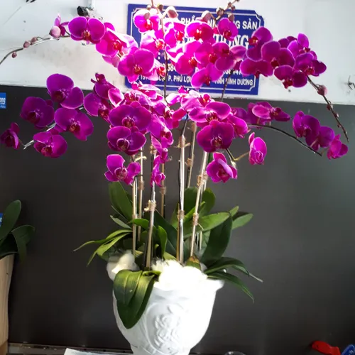 Lan Hồ Điệp Tím Bình Dương 34