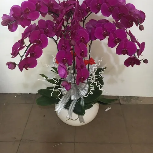 Lan Hồ Điệp Tím Bình Dương 35