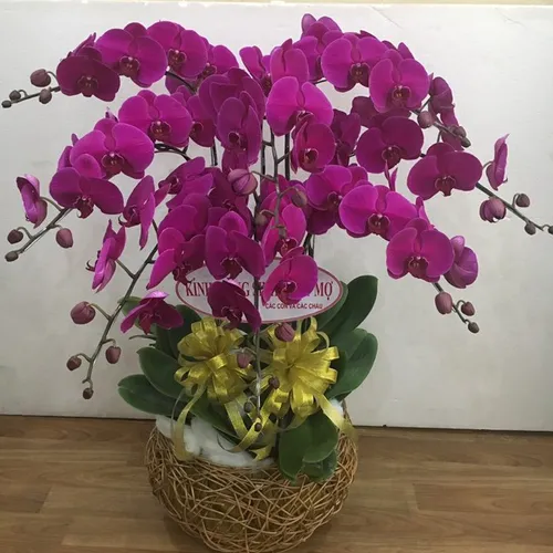 Lan Hồ Điệp Tím Bình Dương 36