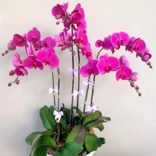 Lan Hồ Điệp Tím Bình Dương 38