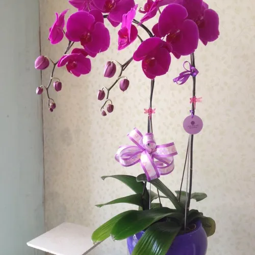 Lan Hồ Điệp Tím Bình Dương 39