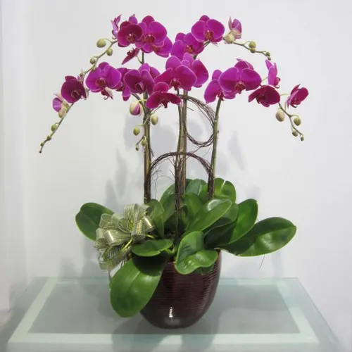 Lan Hồ Điệp Tím Bình Dương 03