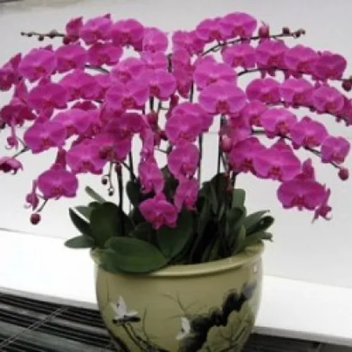 Lan Hồ Điệp Tím Bình Dương 01