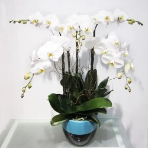 Lan Hồ Điệp Trắng Bình Dương 02