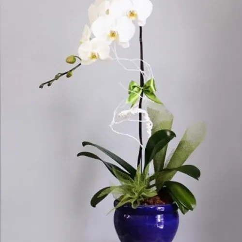Lan Hồ Điệp Trắng Bình Dương 04