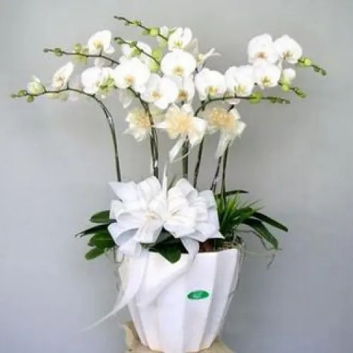 Lan Hồ Điệp Trắng Bình Dương 05