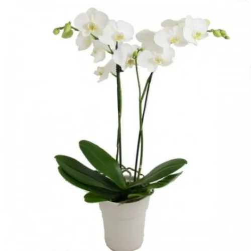 Lan Hồ Điệp Trắng Bình Dương 06