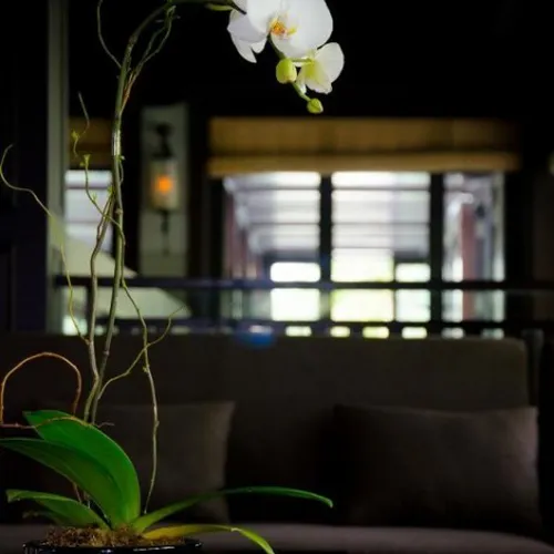 Lan Hồ Điệp Trắng Bình Dương 08