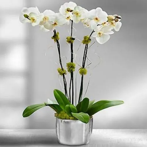 Lan Hồ Điệp Trắng Bình Dương 09